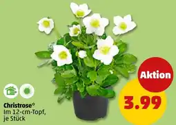 PENNY Christrose Angebot