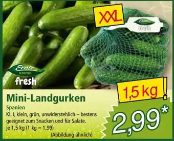 Norma Mini-Landgurken Angebot
