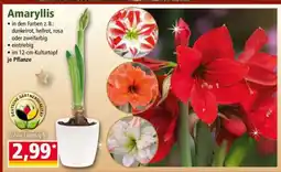 Norma Amaryllis Angebot