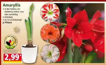 Norma Amaryllis Angebot