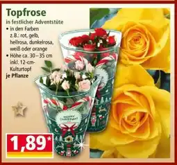 Norma Topfrose Angebot