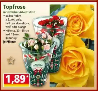Norma Topfrose Angebot