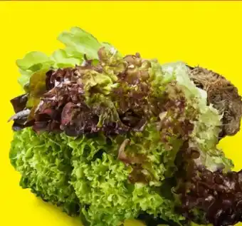 Lidl Salat Multicolor Angebot