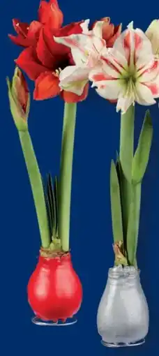 Lidl Amaryllis Angebot