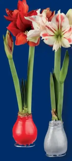 Lidl Amaryllis Angebot