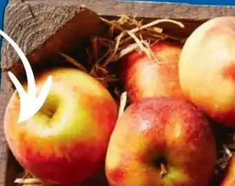 Lidl Bio Wetteräpfel Angebot