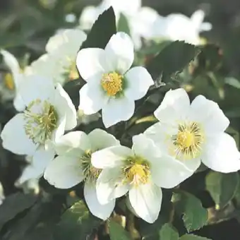 toom Baumarkt Christrose Christmas Star Angebot