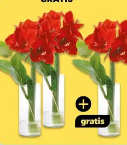 NETTO Amaryllis mit Eukalyptus Cinerea Angebot