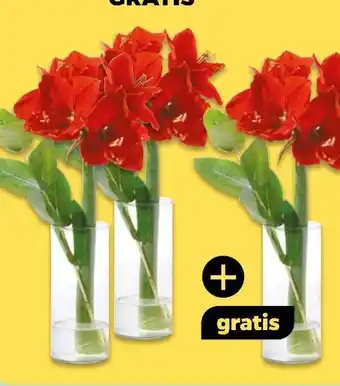NETTO Amaryllis mit Eukalyptus Cinerea Angebot