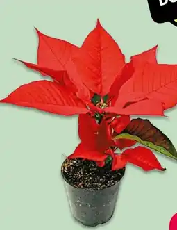 NETTO Mini-Weihnachtssterne Angebot