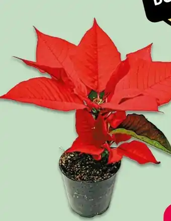 NETTO Mini-Weihnachtssterne Angebot