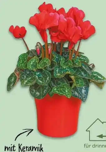 NETTO Alpenveilchen Cyclamen Angebot