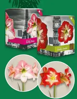NETTO Amaryllis Angebot