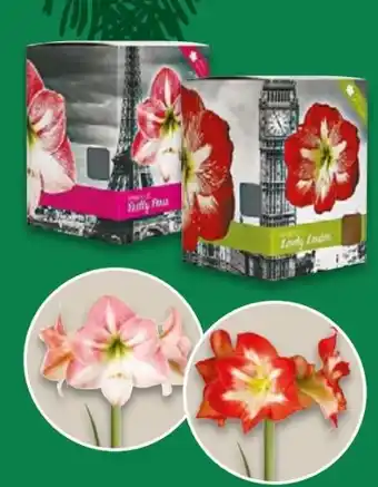 NETTO Amaryllis Angebot