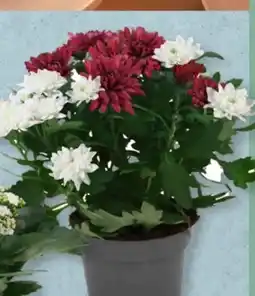 Aldi Süd Gardenline Chrysanthemen-Duo Angebot