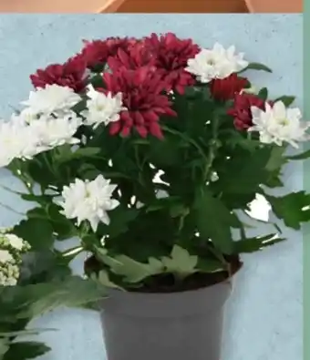 Aldi Süd Gardenline Chrysanthemen-Duo Angebot