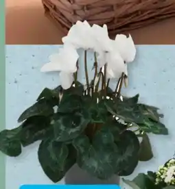 Aldi Süd Gardenline Alpenveilchen Angebot