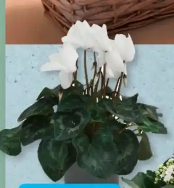 Aldi Süd Gardenline Alpenveilchen Angebot