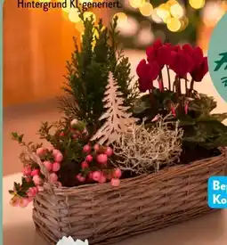 Aldi Süd Bepflanzte Körbe Angebot