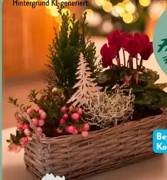 Aldi Süd Bepflanzte Körbe Angebot