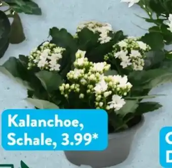 Aldi Süd Gardenline Kalanchoe Angebot