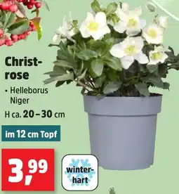 Thomas Philipps Christrose Angebot