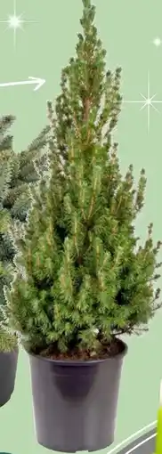 Thomas Philipps Zuckerhutfichte Angebot