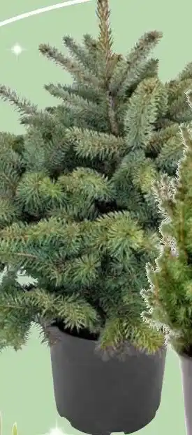 Thomas Philipps Blaue Stechfichte Angebot