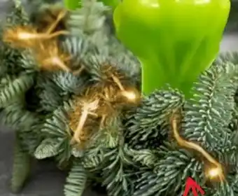 Thomas Philipps Frischer/echter Adventskranz Angebot