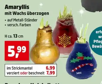 Thomas Philipps Amaryllis Angebot