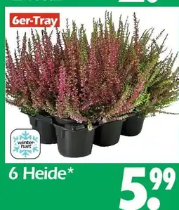 Wreesmann 6 heide Angebot