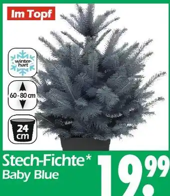 Wreesmann Stech-fichte baby blue Angebot