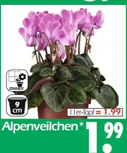 Wreesmann Alpenveilchen Angebot