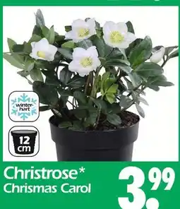 Wreesmann Christrose christmas carol Angebot