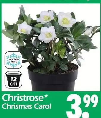 Wreesmann Christrose christmas carol Angebot