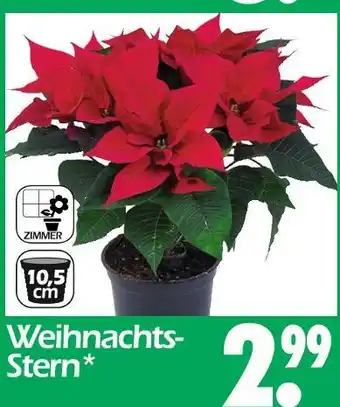 Wreesmann Weihnachts-stern Angebot