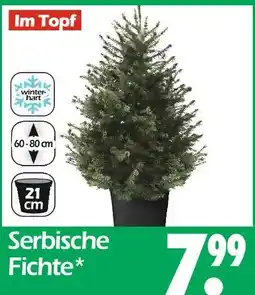 Wreesmann Serbische fichte Angebot