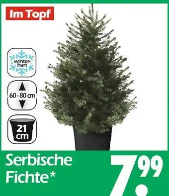Wreesmann Serbische fichte Angebot