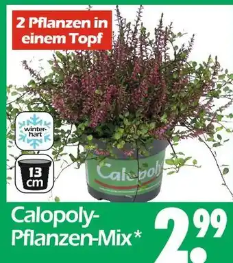 Wreesmann Calopoly-pflanzen-mix Angebot