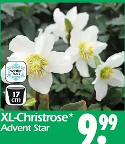 Wreesmann Xl-christrose advent star Angebot