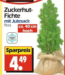 Wreesmann Zuckerhut-fichte Angebot