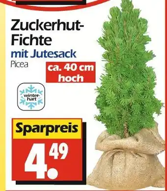 Wreesmann Zuckerhut-fichte Angebot