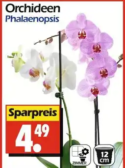 Wreesmann Orchideen phalaenopsis Angebot