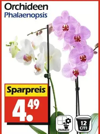 Wreesmann Orchideen phalaenopsis Angebot