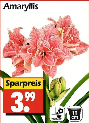 Wreesmann Amaryllis Angebot