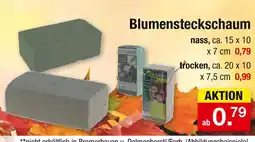 Zimmermann Blumensteckschaum nass Angebot