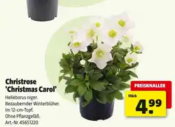 Hagebau Christrose 'christmas carol' Angebot