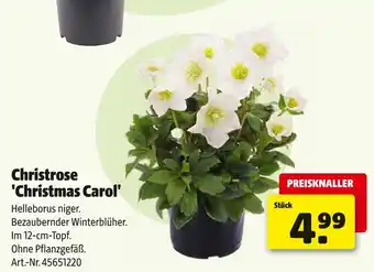 Hagebau Christrose 'christmas carol' Angebot