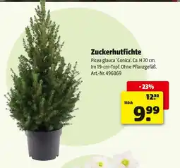 Hagebau Zuckerhutfichte Angebot