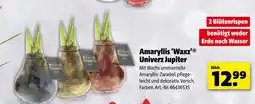 Hagebau Amaryllis 'waxz' univerz jupiter Angebot